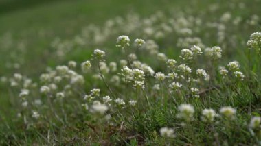 Hafif esintide Alp Pennycress (Thlaspi caerulescens)