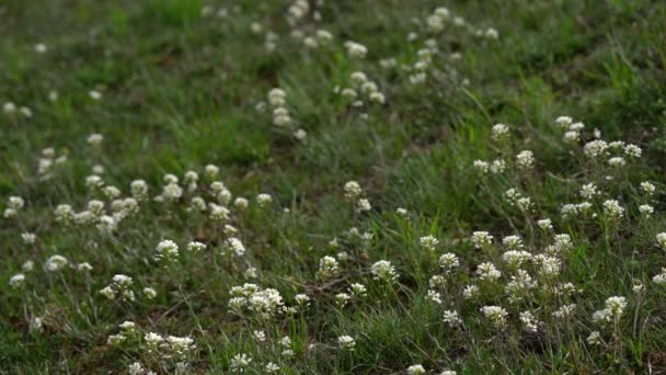 Pennycress Alpino Ligeira Brisa Thlaspi Caerulescens — Vídeo de Stock