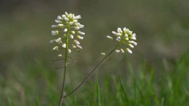 Hafif esintide Alp Pennycress (Thlaspi caerulescens)