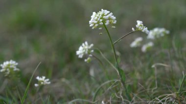 Hafif esintide Alp Pennycress (Thlaspi caerulescens)
