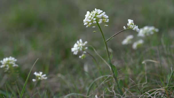 淡淡的微风吹拂着松柏 Thlaspi Caerulescens — 图库视频影像