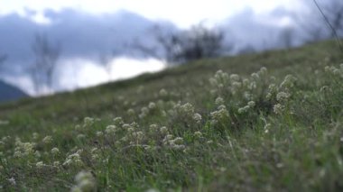 Hafif esintide Alp Pennycress (Thlaspi caerulescens)
