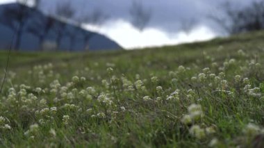 Hafif esintide Alp Pennycress (Thlaspi caerulescens)