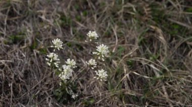 Hafif esintide Alp Pennycress (Thlaspi caerulescens)