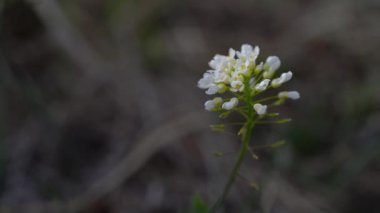 Hafif esintide Alp Pennycress (Thlaspi caerulescens)