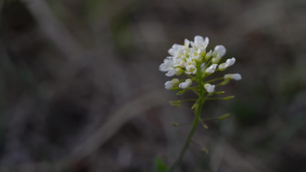 淡淡的微风吹拂着松柏 Thlaspi Caerulescens — 图库视频影像