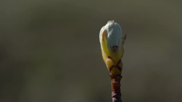 Whitebeam Knoppning Våren Sorbus Aria — Stockvideo