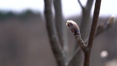 Baharda Whitebeam tomurcuklanıyor (Sorbus aryası)