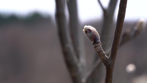 Λευκοδέσμη Εκκολαπτόμενη Την Άνοιξη Sorbus Aria — Αρχείο Βίντεο