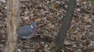 (Columba palumbus) Genel Orman Güvercini yiyecek arıyor)