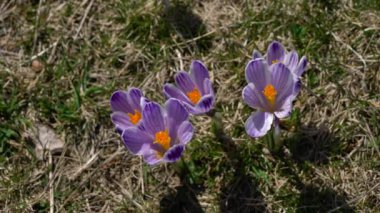 Hafif esintide Hollanda Krokusu (Crocus vernus)