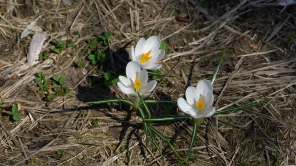 Coco Nieve Ligera Brisa Crocus Chrysanthus — Vídeo de stock