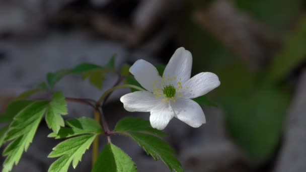 Waldwindröschen Anemone Nemorosa Bei Leichter Brise Wald — Stockvideo