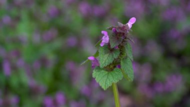 Mor Ölü Nettle yakın çekim (Lamium purpureum)