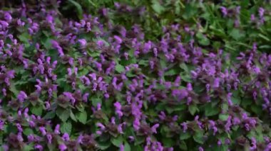 Hafif esintide mor ölü Nettle (Lamium purpureum)