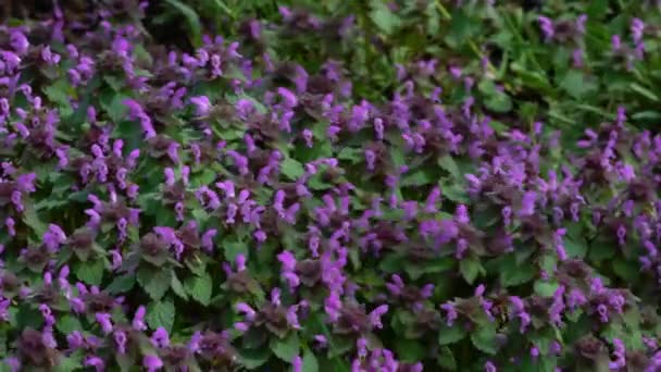 紫色死亡荨麻 淡淡的微风 — 图库视频影像