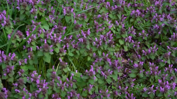 Мертвый Носорог Небольшом Порезе Сбор Lamium Purpureum — стоковое видео