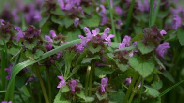  Hafif esintide mor ölü Nettle (Lamium purpureum)