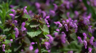 Hafif esintide mor ölü Nettle (Lamium purpureum)