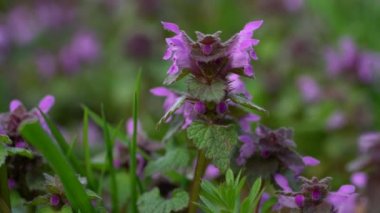 Mor Ölü Nettle yakın çekim (Lamium purpureum)