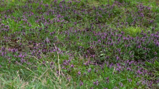 Lila Halott Csalán Enyhe Szellőn Lamium Purpureum — Stock videók