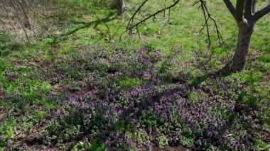 Hafif esintide mor ölü Nettle (Lamium purpureum)