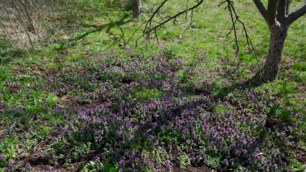 Urtiga Morta Roxa Ligeira Brisa Lamium Purpureum — Vídeo de Stock