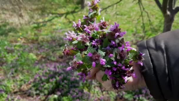 Purple Dead Nettle Slight Breeze Bouquet Lamium Purpureum — ストック動画