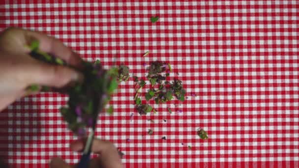 Pemotongan Purple Dead Nettle Menjadi Potongan Potongan Kecil Untuk Teh — Stok Video