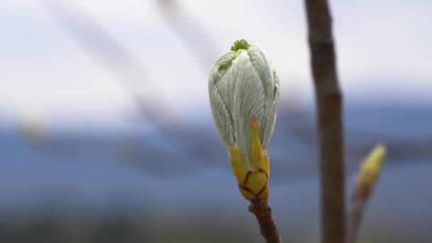 Viga Blanca Que Comienza Hojear Florecer Primavera Sorbus Aria — Vídeos de Stock