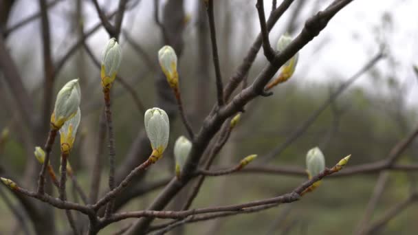 Whitebeam Begint Met Bladeren Bloeien Het Voorjaar Sorbus Aria — Stockvideo