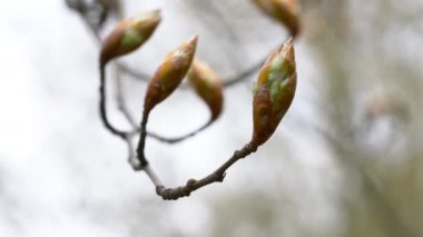 Avrupa kayın ağaçları hafif esintide (Fagus sylvatica)