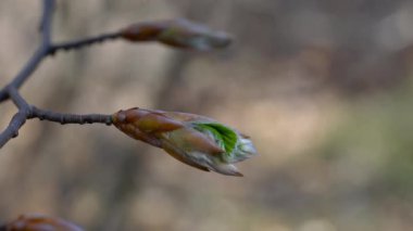 Avrupa kayın ağaçları hafif esintide (Fagus sylvatica)