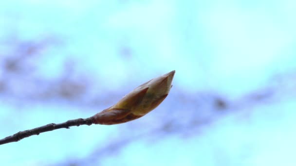 Europeiska Bokknoppar Med Svag Bris Fagus Sylvatica — Stockvideo