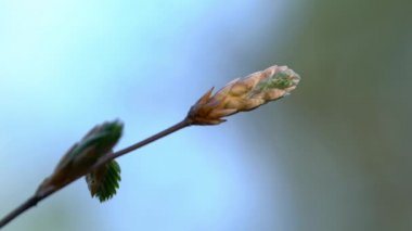 Avrupa kayın ağaçları hafif esintide (Fagus sylvatica)