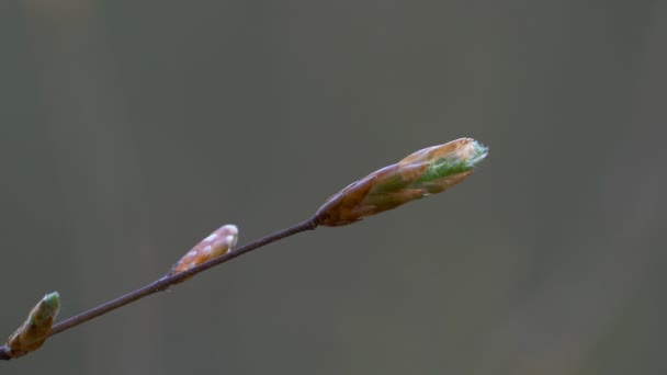 European Beech Buds Slight Breeze Fagus Sylvatica — Vídeo de stock