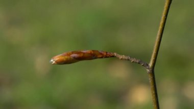 Avrupa kayın ağaçları hafif esintide (Fagus sylvatica)