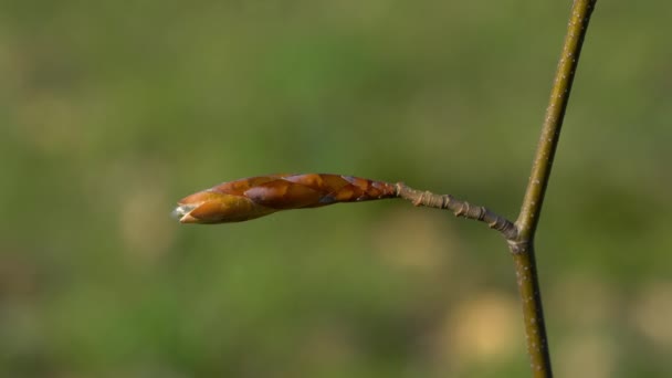微風に吹くヨーロッパのブナの芽 ファグス シルヴァティカ — ストック動画