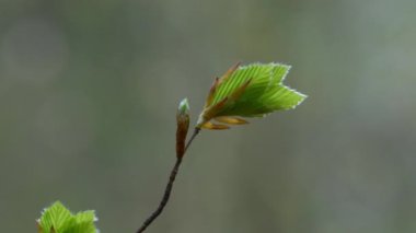 Hafif esintide Avrupa Kayın Yaprakları (Fagus sylvatica)