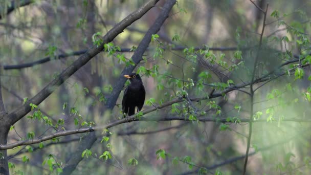 Amsel Singt Frühling Auf Baum Männchen Turdus Merula — Stockvideo