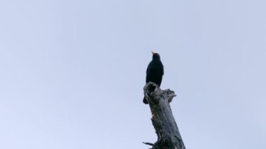 Karatavuk ilkbaharda kuru odunların üzerinde şarkı söyler, erkek (Turdus merula)