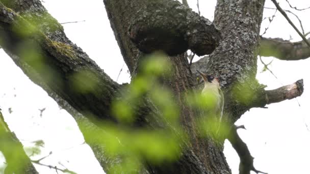 Pájaro Carpintero Verde Europeo Árbol Hembra Picus Viridis — Vídeos de Stock