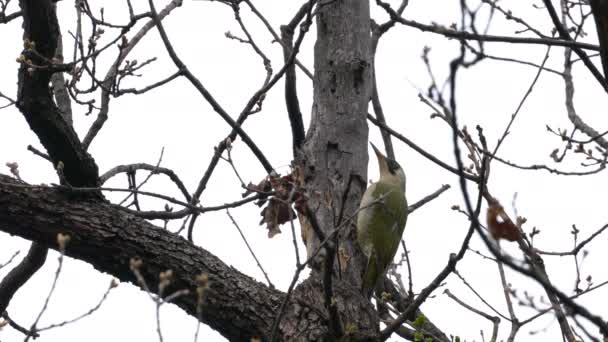 Європейський Зелений Лісоруб Дереві Жінка Picus Viridis — стокове відео