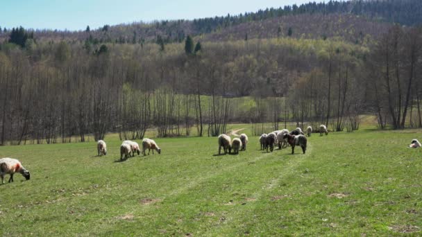 Koyunlar Baharda Dağda Otlar — Stok video