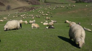 Koyunlar baharda, dağda otlar.
