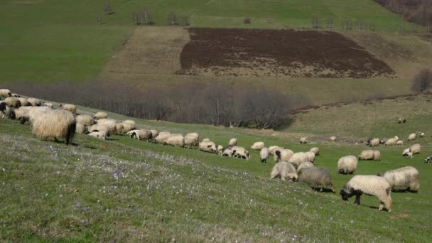 Schafe Weiden Gras Gebirge Frühling — Stockvideo