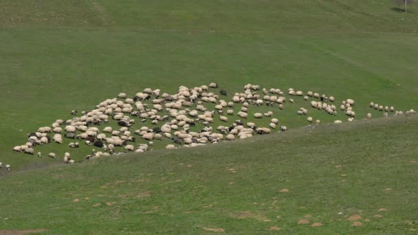 Sheep Graze Grass Mountain Spring — Stock Video