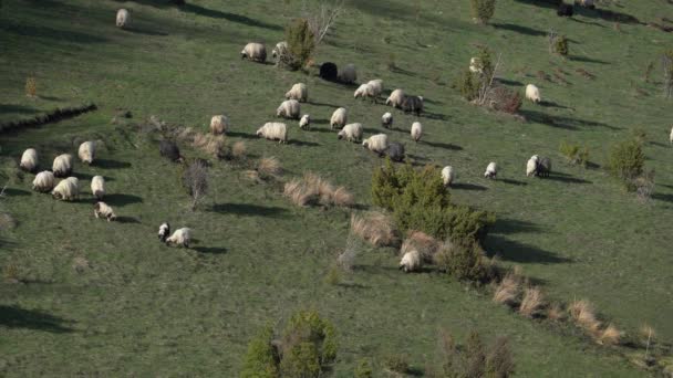 Domba Merumput Rumput Gunung Musim Semi — Stok Video