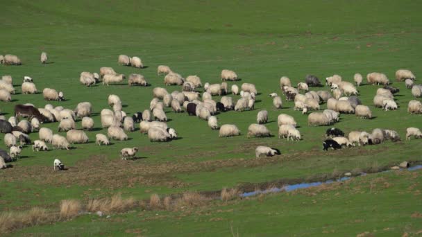 Sheep Graze Grass Mountain Spring — Video Stock
