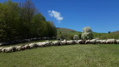 Koyunlar baharda, dağda otlar.